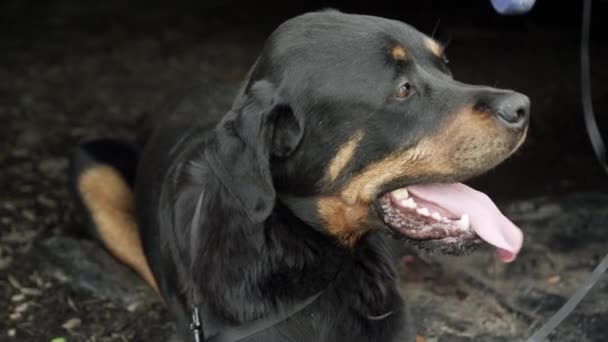 Tiro Rotweiler Que Põe Ofegante — Vídeo de Stock