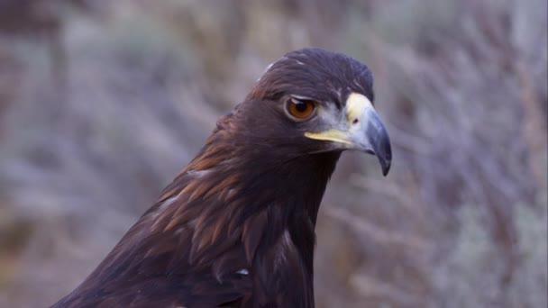 Strak Schot Van Golden Eagle Hoofd — Stockvideo