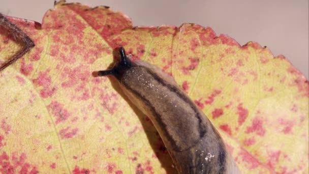 Plan Rapproché Une Limace Sur Une Feuille Rouge Par Haut — Video