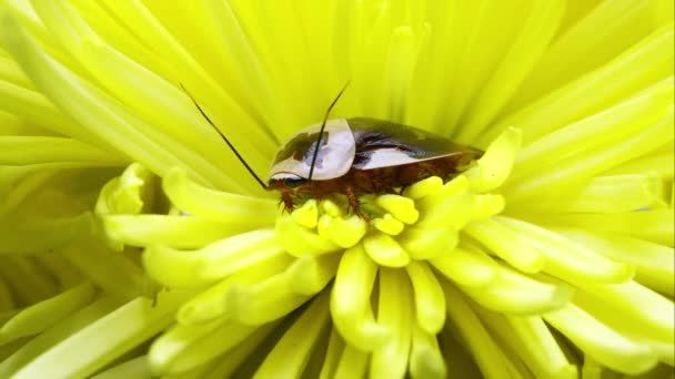 Centurion Roach Uma Flor Amarela — Vídeo de Stock