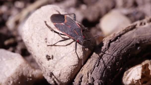 Box Elder Bugg Kryper Ram — Stockvideo