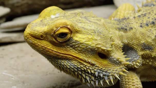 Golpe Apretado Cabeza Lagarto Del Dragón Barbudo Amarillo — Vídeos de Stock