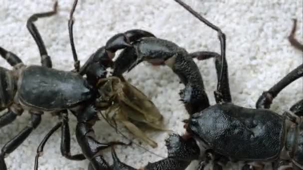 Extreme Tight Shot Two Giant Vinegaroons Fighting Bug Eat — Stock Video
