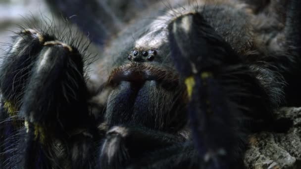一个古蒂蓝宝石装饰树蜘蛛的头的宏观拍摄 — 图库视频影像