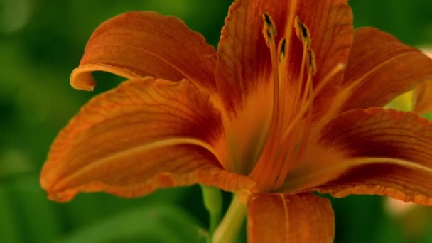 Campo Estrecho Enfoque Apretado Una Flor Naranja Brillante — Vídeos de Stock