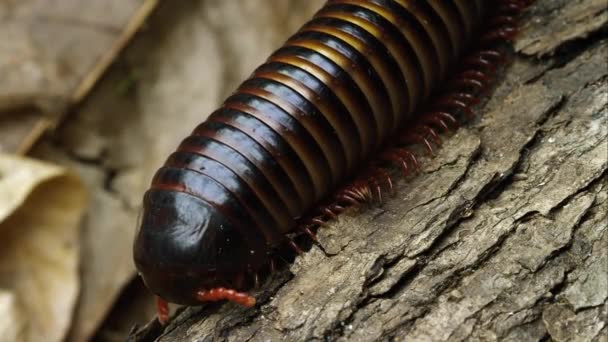 Макрос Постріл Африканських Ремінь Millipede Повзе Вниз Деякі Кора — стокове відео