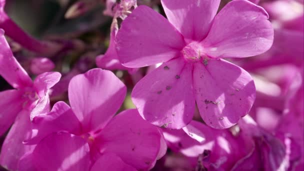 Макро Знімок Фіолетових Квітів — стокове відео