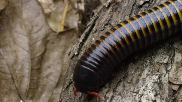 Extreme Close African Strap Millipede Crawling Some Bark — Stock Video