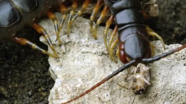 Extremo Tiro Ciempiés Gigante Peruano Comiendo Otro Insecto — Vídeo de stock