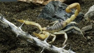 Çöl kıllı Akrep ve mavi ölüm Feigning Beetle sürünüp.