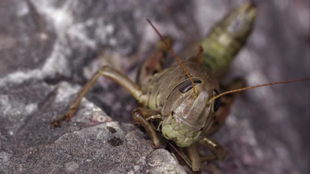 Macro Tiro Gafanhoto Uma Formiga Rastejando Fundo — Vídeo de Stock