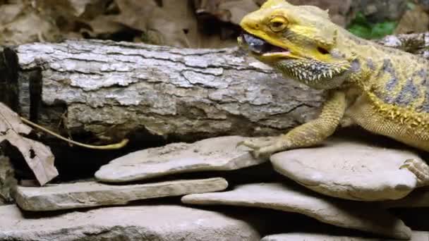 Yellow Bearded Dragon Lizard Eating Bug — Stock Video