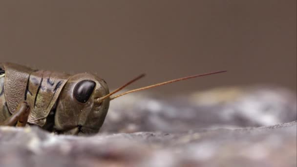 Macro Shot Grasshopper Crawling Frame — Stock Video