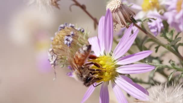 Včely Jetel Květiny — Stock video