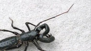 Bazı beyaz kum üzerinde sürünerek dev Vinegaroon.