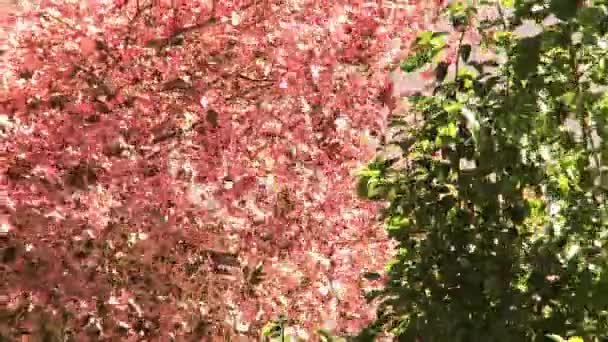 Roze Groene Bladeren Waait Wind — Stockvideo