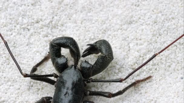 Tight Shot Giant Vinegaroon Crawling Some White Sand — Stock Video