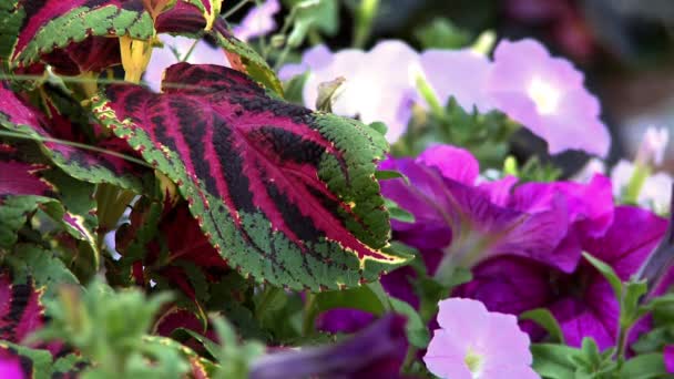 Tight Shot Some Bright Pink Purple Flowers — Stock Video