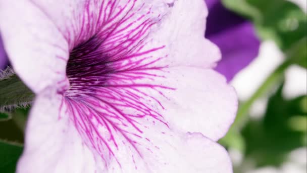 Macro Disparo Una Flor Rosa Púrpura — Vídeos de Stock