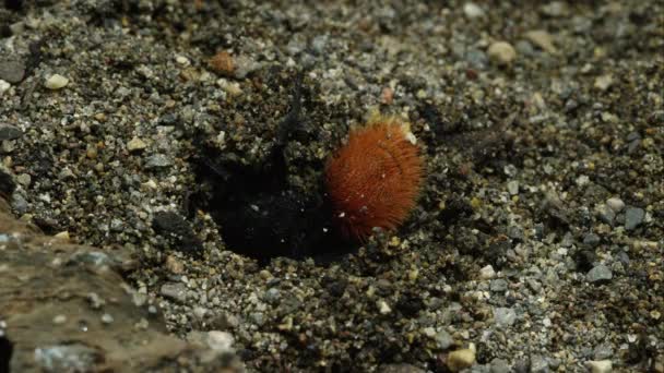 Magnificent Velvet Ant Tunneling Dirt — Stock Video