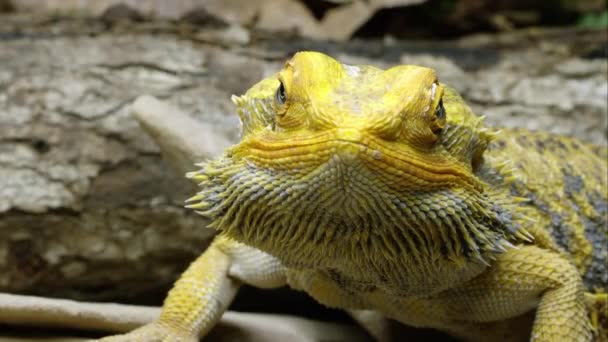 Tiro Apertado Lagarto Dragão Barbudo Amarelo — Vídeo de Stock