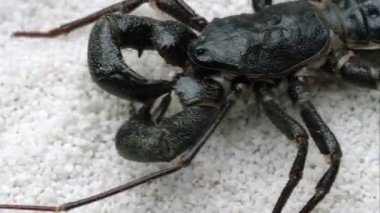 Dev bir beyaz kum üzerinde sürünerek Vinegaroon aşırı sıkı atış.