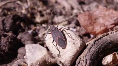 Kutusu yaşlı hata kayadan tarar.