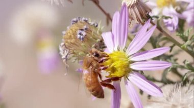 Yonca üzerinde uçan bal arısı toprakları.