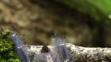 Gooty Sapphire süs ağacı örümcek sıkı atış devirme.