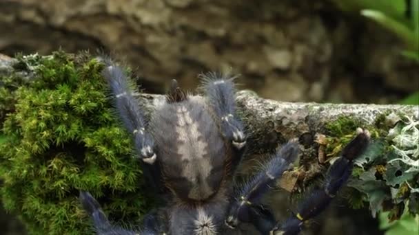 Tight Shot Gooty Sapphire Ornamental Tree Spider — Stock Video