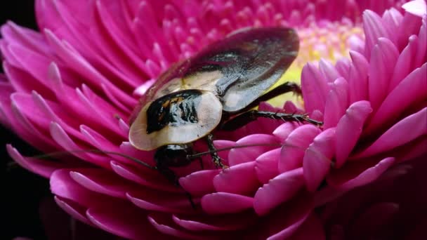 Deaths Huvud Kackerlacka Rosa Blomma — Stockvideo