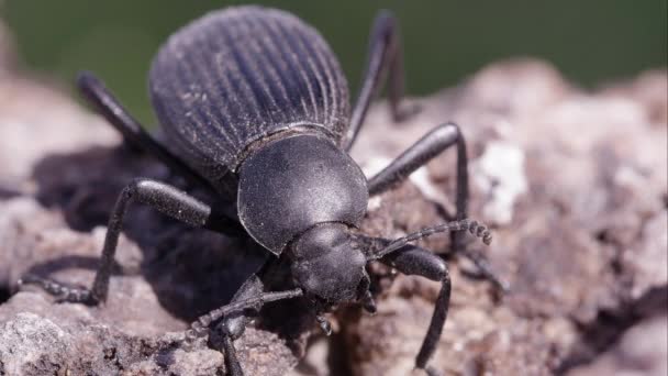 黑色地面甲虫的宏观镜头 — 图库视频影像