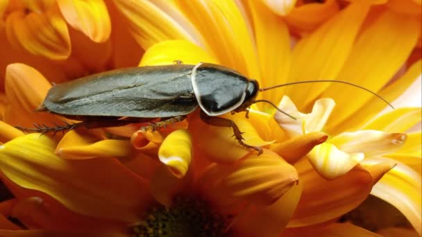 Sıkı Bir Simandoa Kadeh Roach Sarı Bir Çiçek Üzerinde Mağara — Stok video