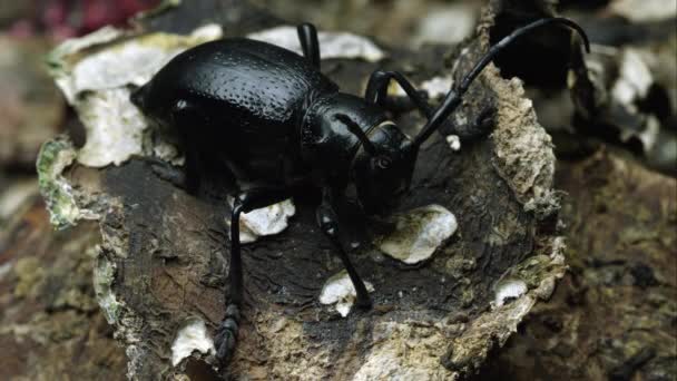 Seekor Kumbang Kaktus Longhorn Merangkak Dari Sepotong Kulit — Stok Video