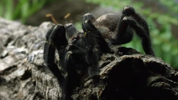 Tight Shot Gooty Sapphire Ornamental Tree Spider Crawling Log — Stock Video