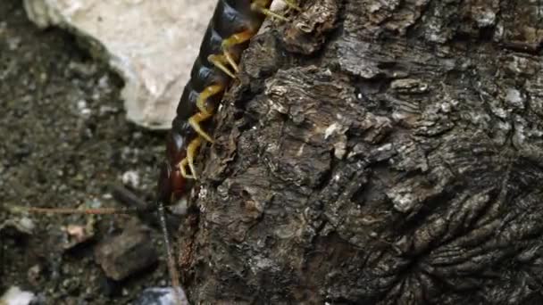 Peruanska Giant Centipede Kryper Vissa Barken — Stockvideo