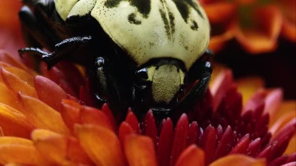 Extremo Tiro Perto Arlequim Flower Beetle Uma Flor Laranja — Vídeo de Stock