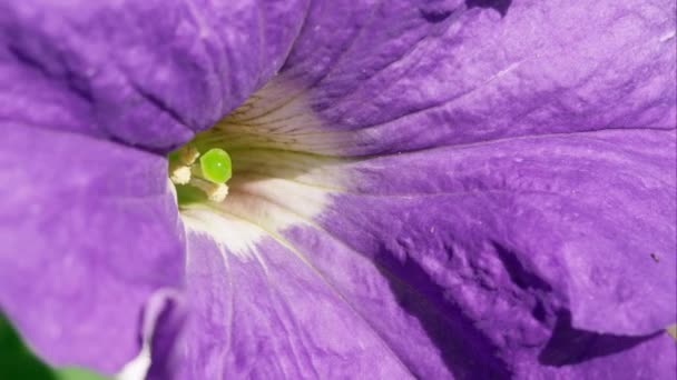 Макро Снимок Фиолетового Цветка — стоковое видео