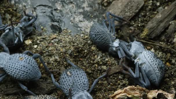 Une Demi Douzaine Scarabées Bleus Feignent Mort Dont Deux Feignent — Video