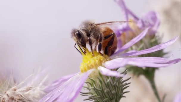 Μέλισσα Μέλι Στο Τριφύλλι Λουλούδι — Αρχείο Βίντεο
