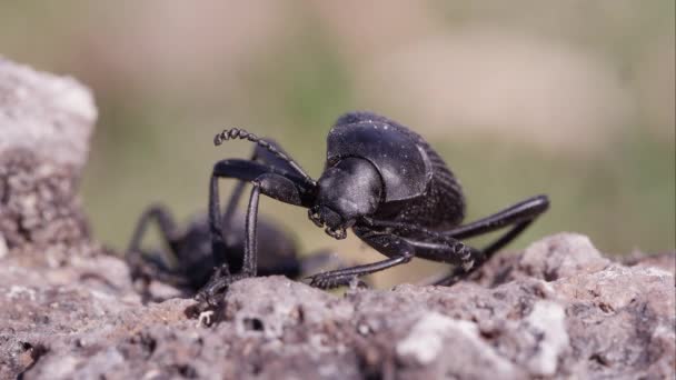 黑色地面甲虫的宏观镜头 — 图库视频影像