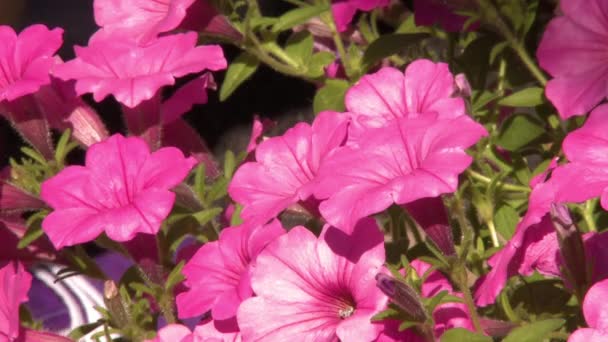 いくつかの明るいピンクの花のタイトなショット — ストック動画