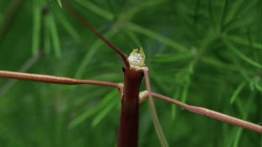 Aşırı doz böcek sopa yakından.