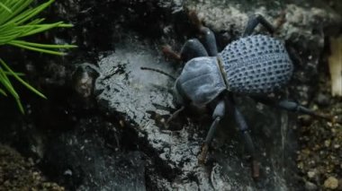 Mavi ölüm Beetle Feigning kayanın üzerinde tarama..