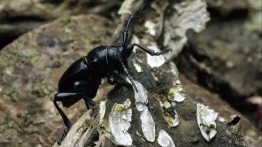 Ağaç kabuğu bir parça üzerinde sürünen bir kaktüs longhorn böceği.