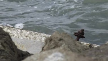 Dalgaların kıyıya tokat atış statik.