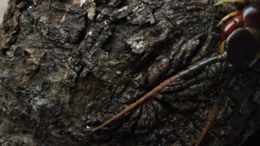 Bir Perulu dev kırkayak bazı ağaç kabuğu üzerinde sürünerek aşırı yakın çekim.