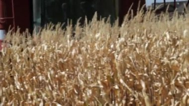 Bir birleştirme kesme Mısır kameranın doğru geliyor bir alandaki sıkı bir atış.