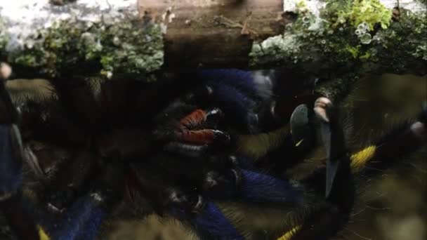 挂在棍子上的一个古蒂蓝宝石装饰树蜘蛛的紧拍 — 图库视频影像