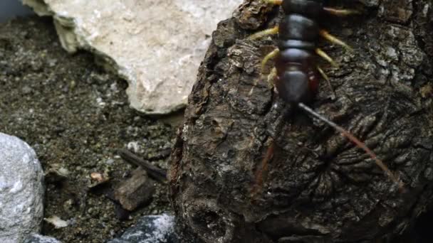 Plan Serré Centipède Géant Péruvien Rampant Sur Une Écorce Arbre — Video